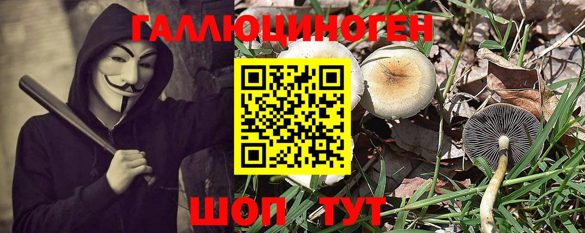 Псилоцибиновые грибы GOLDEN TEACHER Малгобек